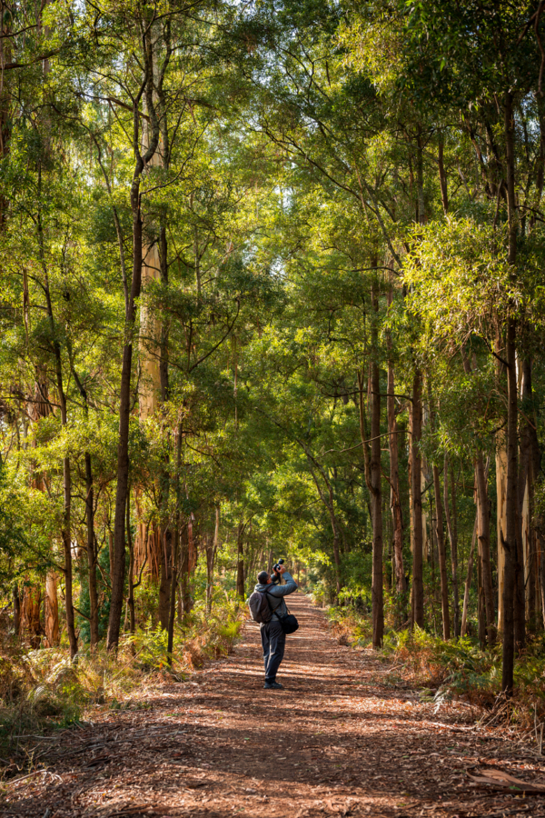 Individual walking on a dirt path surrounded by tall trees in a forested area.